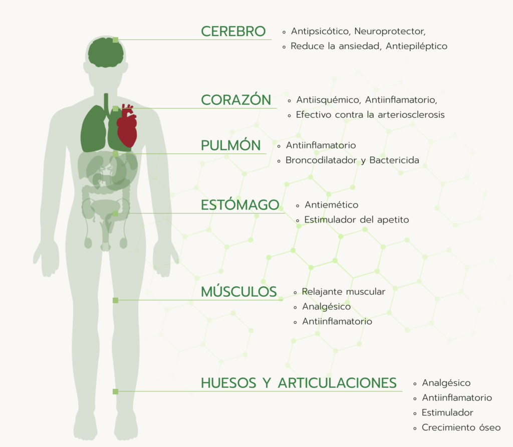 captura de pantalla 2026 02 19 a las 6.31.36 p. m.